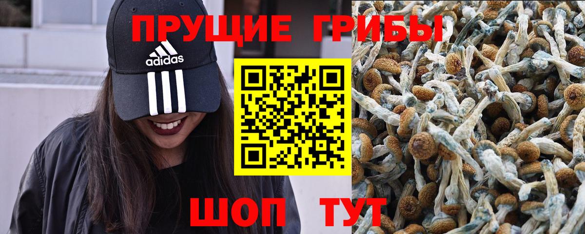 Галлюциногенные грибы Psilocybe  Галлюциногенные грибы Psilocybe  Вход с VPN  Сальск 